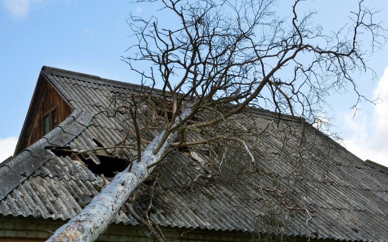 Emergency Tree Surgeon Service | Emergency Tree Services