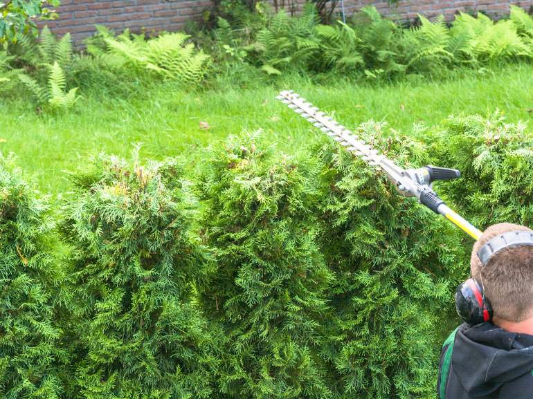 Hedge Removal Service | Premium Hedge Trimming Services