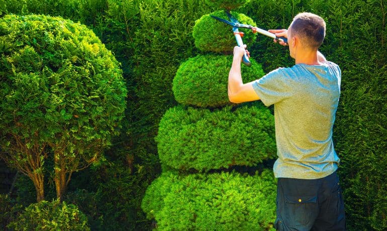 Tree Trimming Service | Efficient Tree Pruning Services